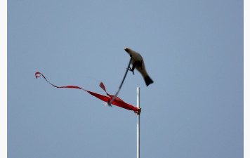 Abat l'oiseau 2026 suivi du tir de la St Sébastien