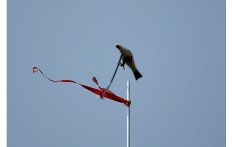 Abat l'oiseau  